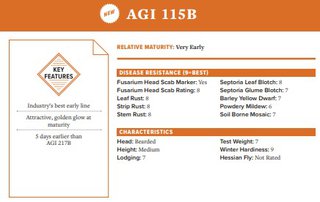 AGI 115B Wheat Seed - Very Early Relative Maturity