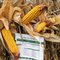 112 Day Conventional Non-GMO Hybrid Seed Corn DIRECT 7112