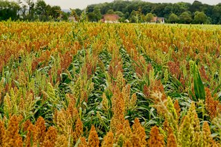 Forage Sorghum DwarfKing BMR Seed with Storicide II Seed Treatment 50 lbs bag