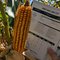 97 Day Conventional Non-GMO Hybrid Seed Corn  DIRECT 8097