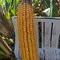 115 Day Conventional Non-GMO Hybrid Seed Corn DIRECT 8115