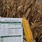 111 Day Agrisure® 3000GT Triple Stack Hybrid Seed Corn DIRECT 8111-3000