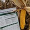 114 Day Conventional Non-GMO Hybrid Seed Corn DIRECT 6114