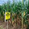 104 Day Conventional Non-GMO Hybrid Seed Corn DIRECT 1104