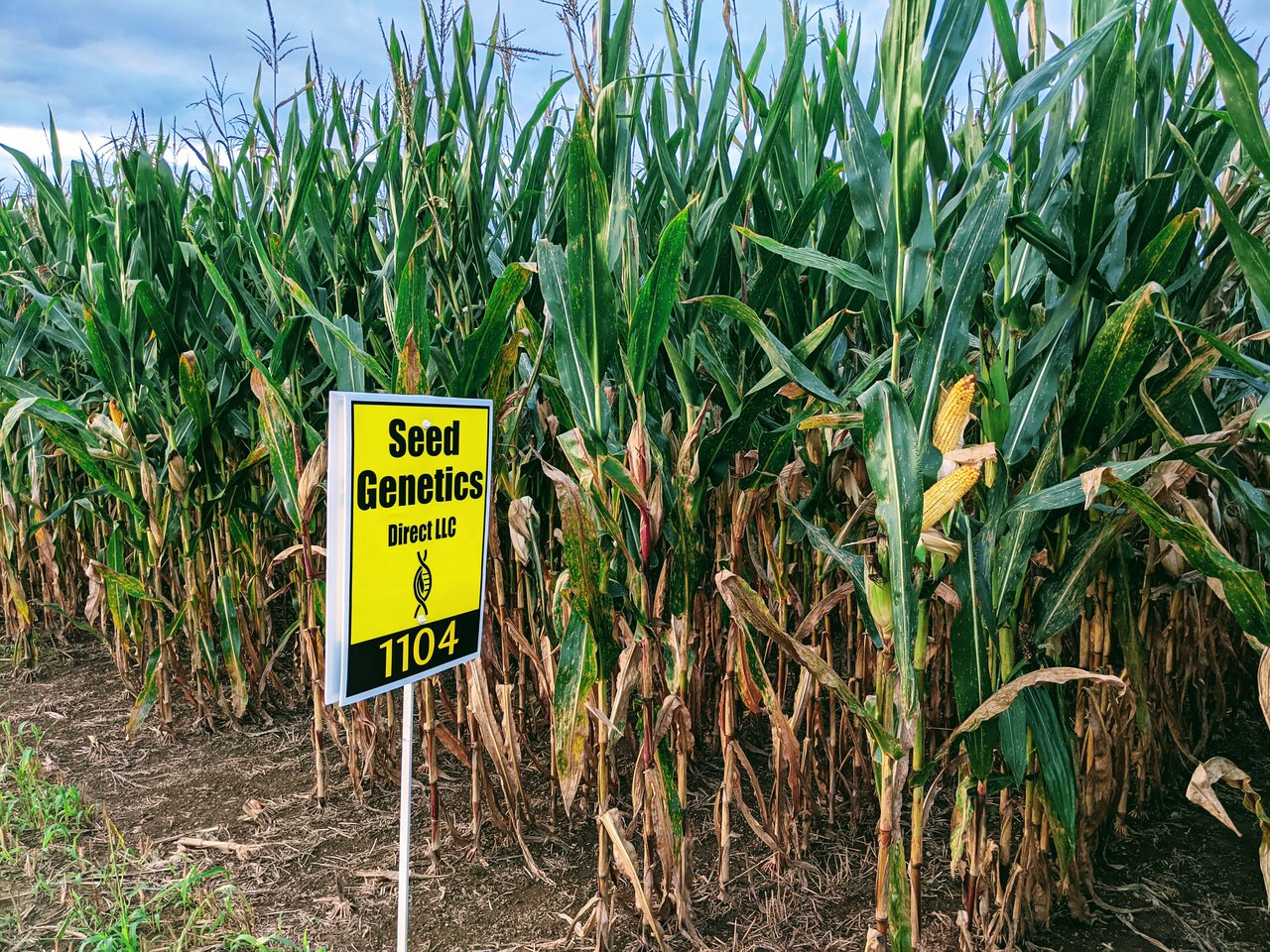 Non-GMO Hybrid Seed Corn