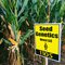 105 Day Conventional Non-GMO Hybrid Seed Corn DIRECT 1105