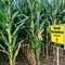 112 Day Conventional Non-GMO Hybrid Seed Corn DIRECT 9112