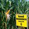 113 Day Conventional Non-GMO Hybrid Seed Corn DIRECT 0113