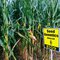 109 Day Conventional Non-GMO Hybrid Seed Corn DIRECT 8109