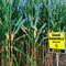 115 Day Conventional Non-GMO Hybrid Seed Corn DIRECT 8115