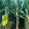 116 Day Conventional Non-GMO Hybrid Seed Corn DIRECT 8116