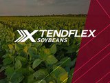 3.5 Maturity XtendFlex® Soybean Seed AGI 1435AFX 